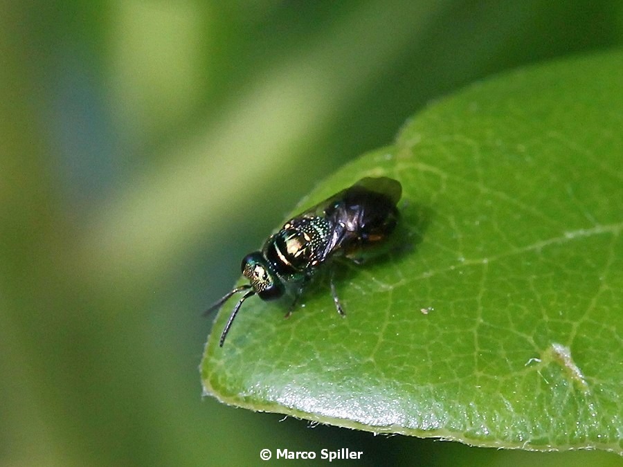 Chrysididae: Pseudomalus auratus ?... no, Omalus aeneus